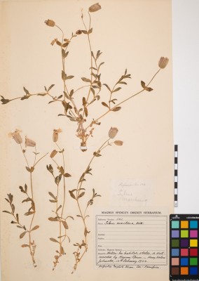 Sea Campion